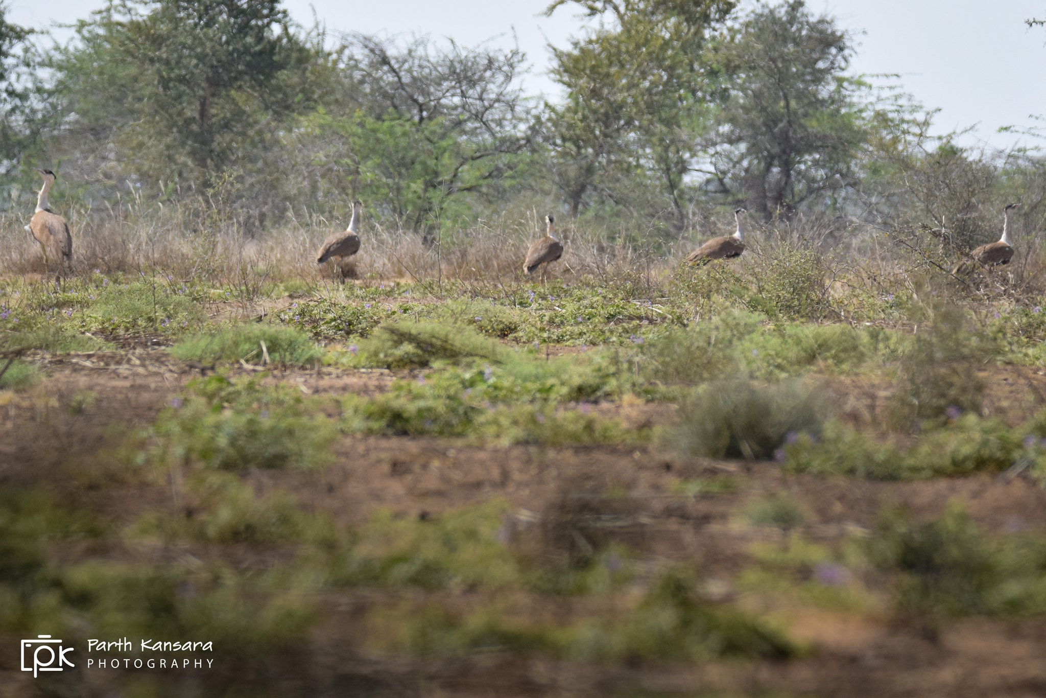 Great Indian Bustard